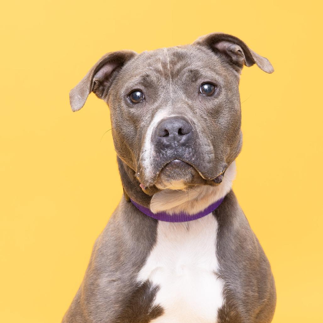 Enlarge Pepper Sky, a Adoptable Mixed Breed in Franklin, TN image 2/3