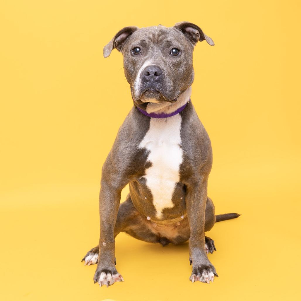 Enlarge Pepper Sky, a Adoptable Mixed Breed in Franklin, TN image 3/3
