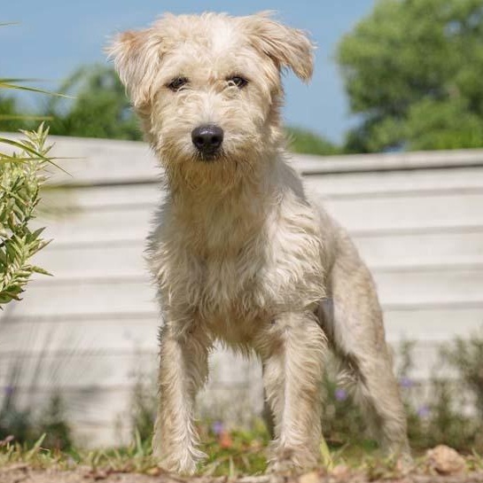Drizella (Soi Dog)
