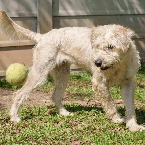 Drizella (Soi Dog)