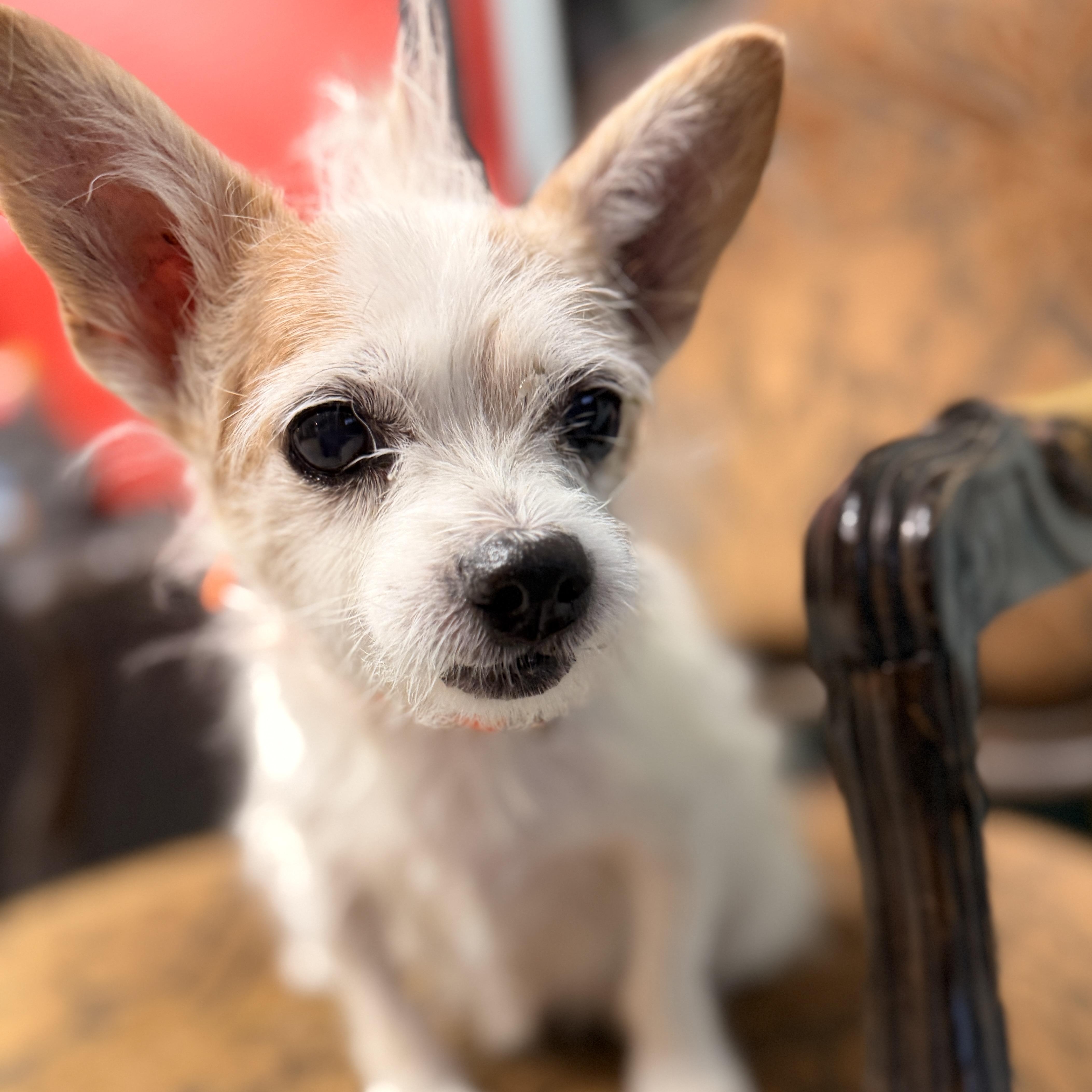 Enlarge PJ, a Adoptable mixed breed in Mansfield, TX image 1/1