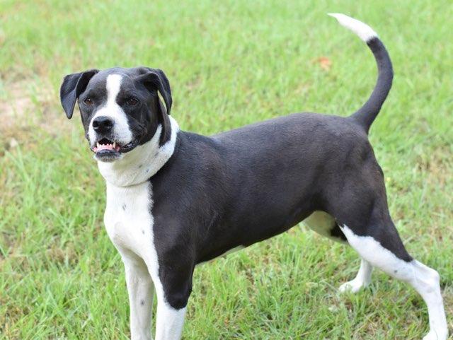 Roxy, a Adoptable Boxer in Houston, TX image 6/6