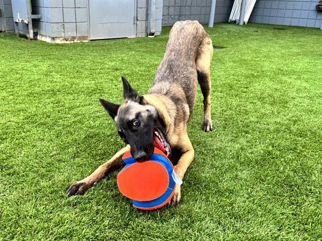 Enlarge CHRIS, a Adoptable Belgian Shepherd / Malinois in Santa Monica, CA image 1/1