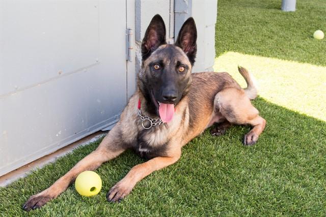 Enlarge CHRIS, a Adoptable Belgian Shepherd / Malinois in Santa Monica, CA image 1/1