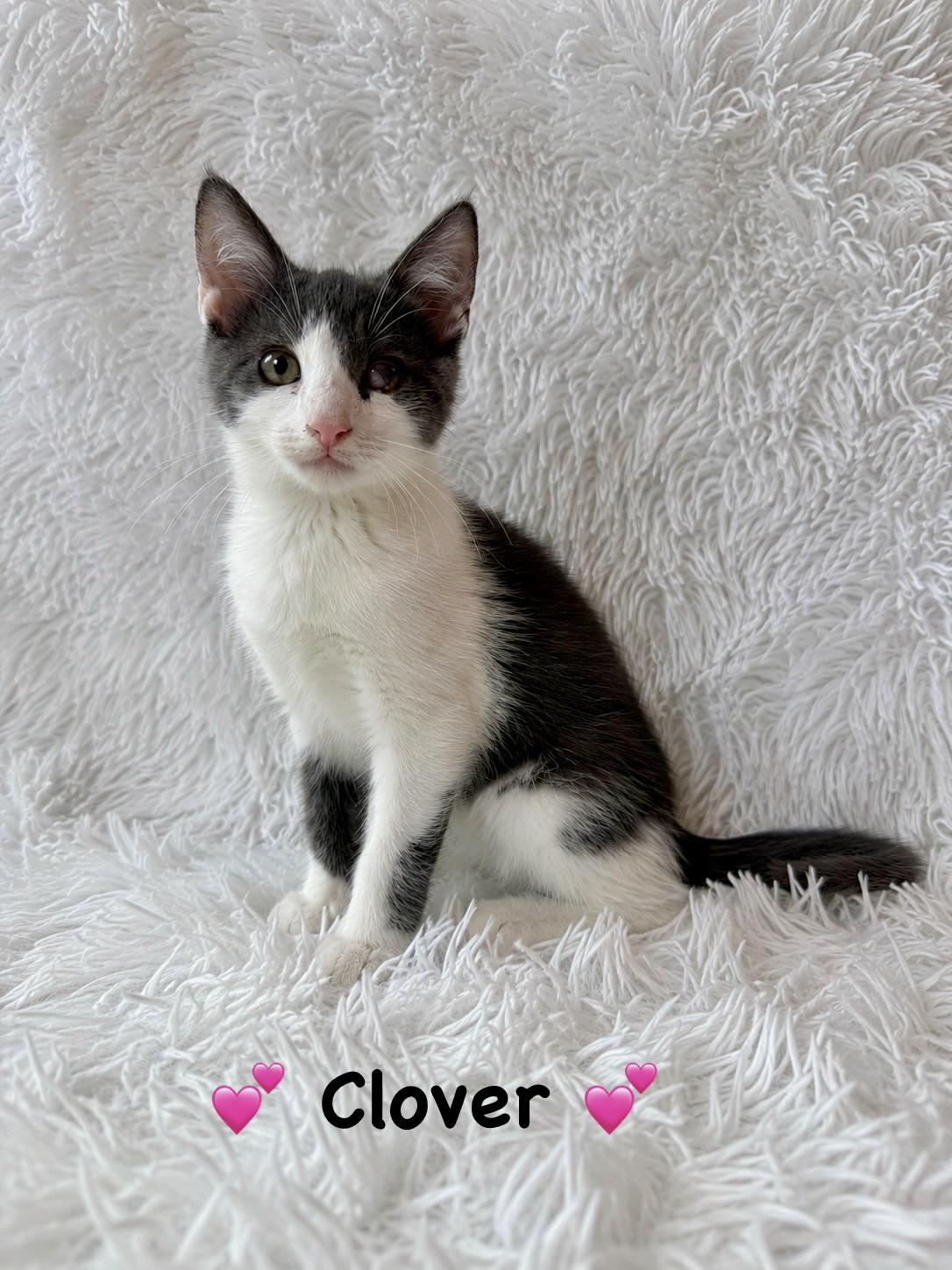 Clover, adopted, Kitten Female Domestic Short Hair.