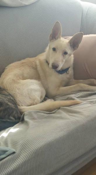 Mercy, Adoptable, Adult Female German Shepherd Dog.