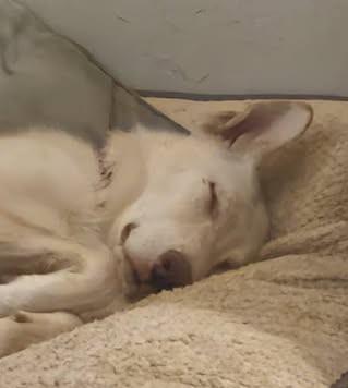 Mercy, a Adoptable mixed breed in Chino valley, AZ image 2/3