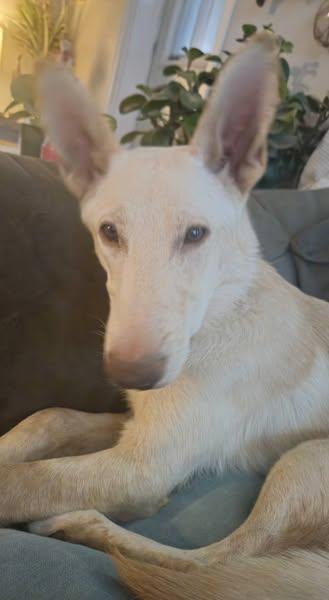 Mercy, a Adoptable mixed breed in Chino valley, AZ image 3/3