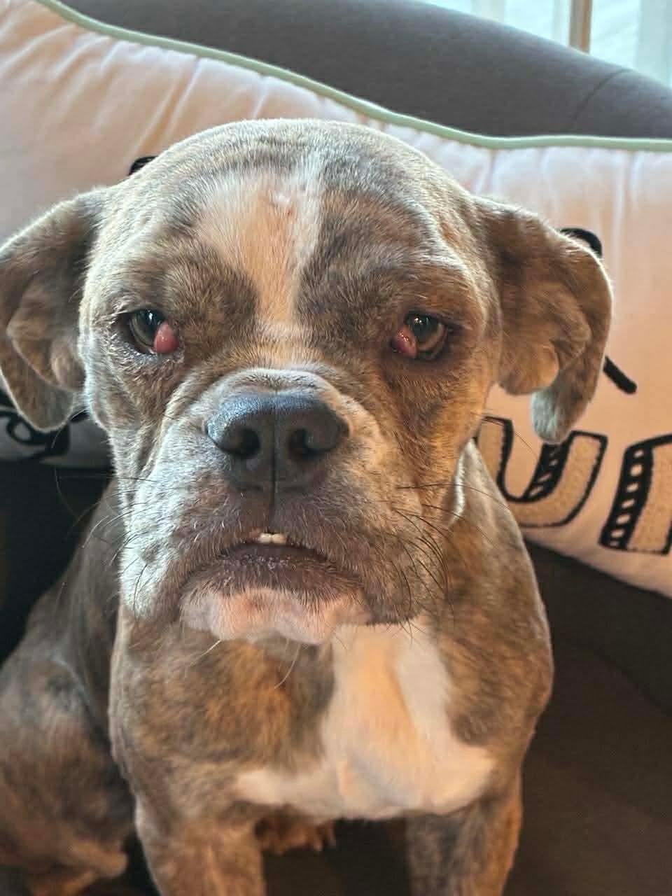 Olive, ADOPTABLE, Puppy Female English Bulldog.