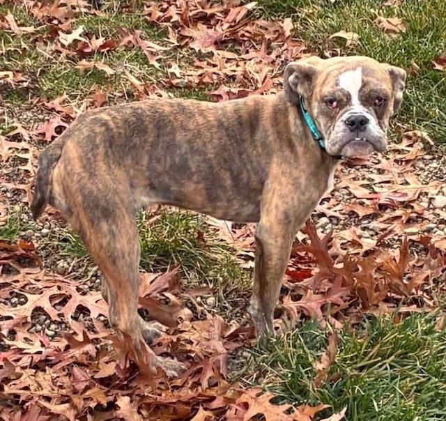 Olive, ADOPTABLE, Puppy Female English Bulldog.