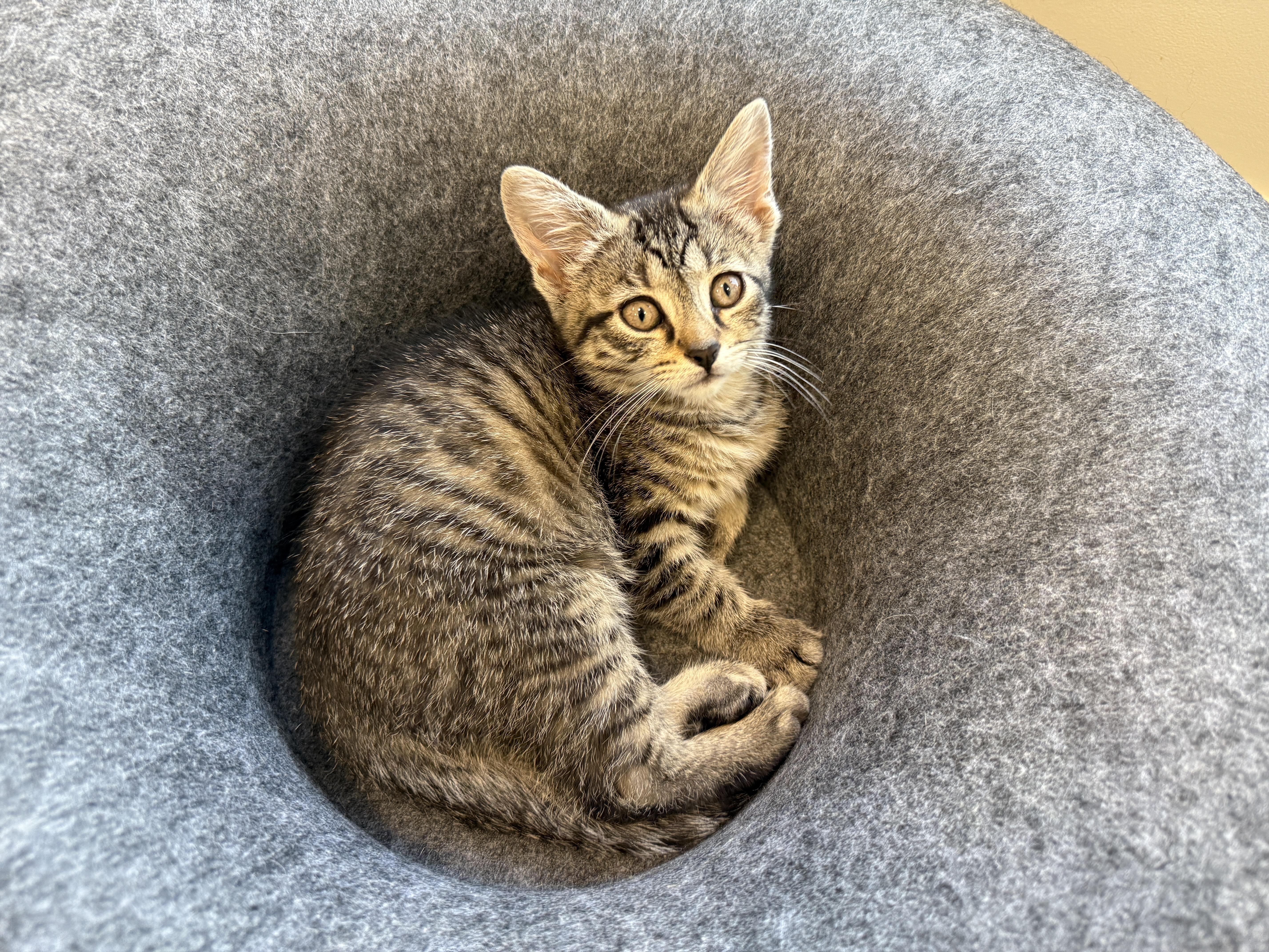 Acorn, Adoptable, Kitten Female Domestic Short Hair.