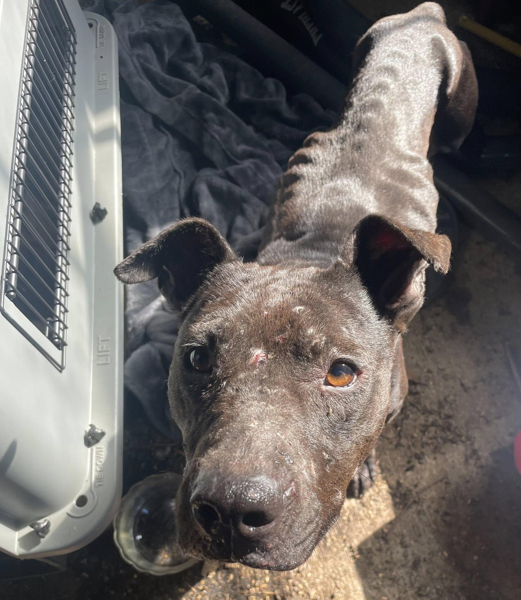 Enlarge Nadia (The underdog of underdogs!), a Adoptable Staffordshire Bull Terrier in Atlanta, GA image 4/6