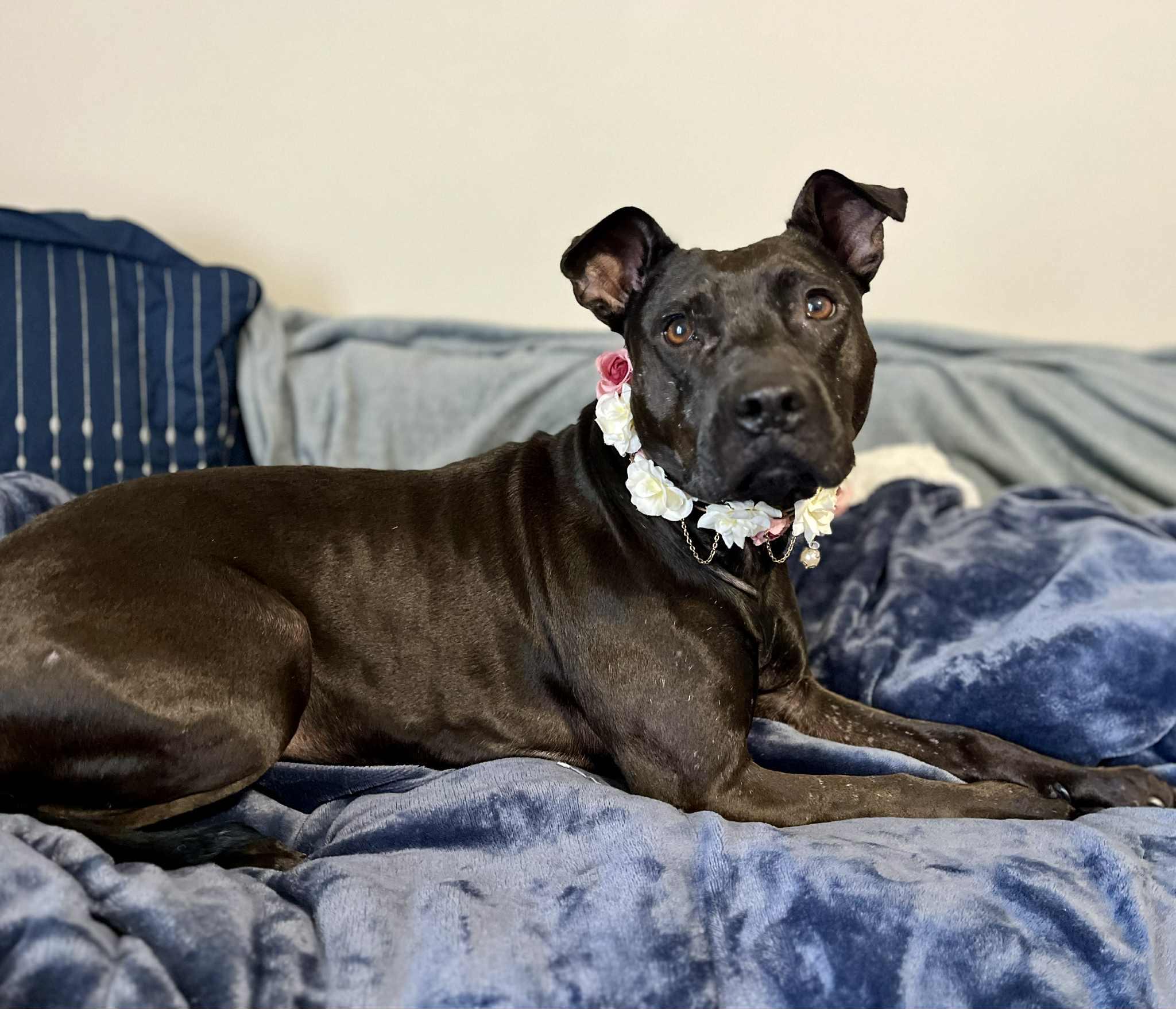 Enlarge Nadia (The underdog of underdogs!), a Adoptable Staffordshire Bull Terrier in Atlanta, GA image 5/6