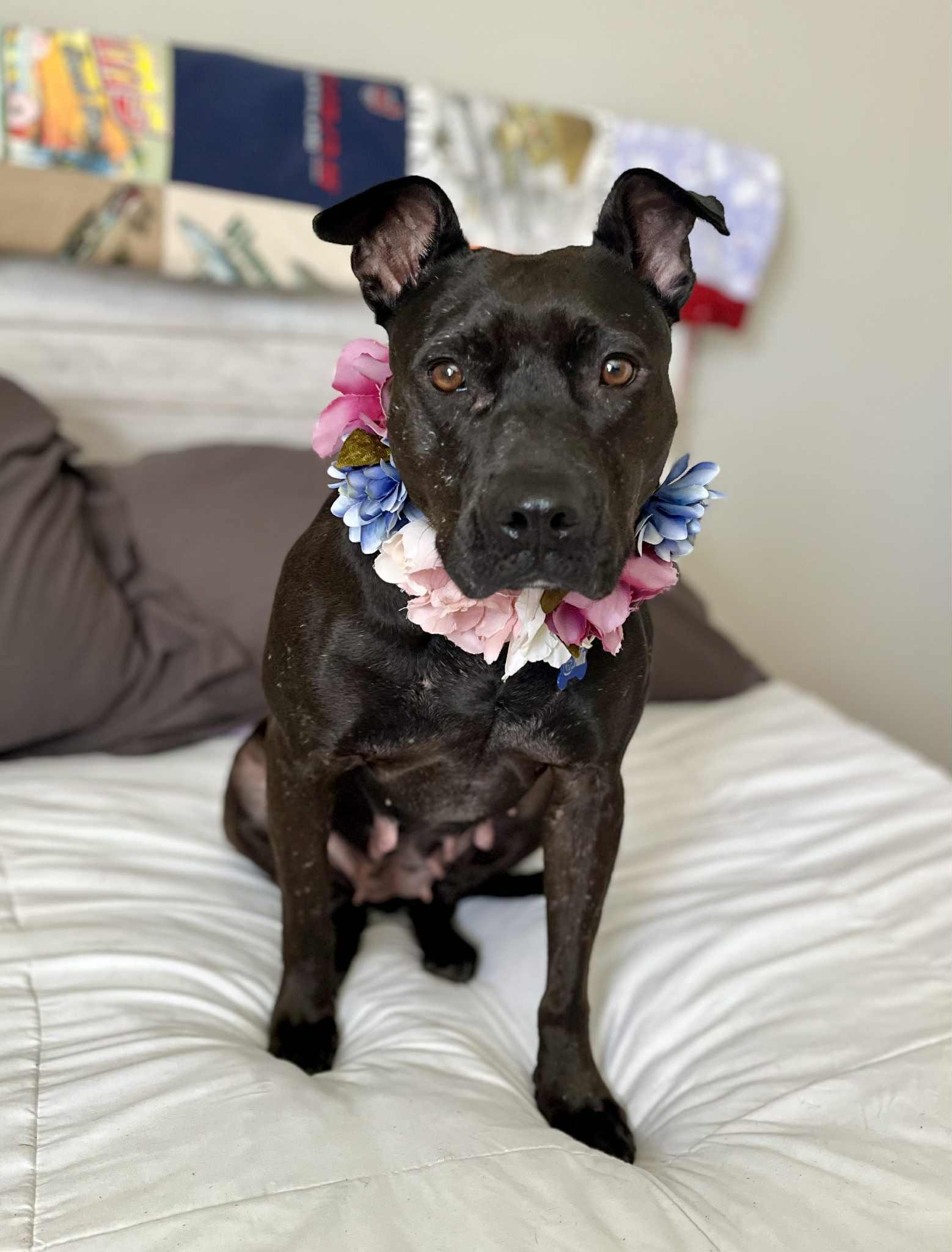 Enlarge Nadia (The underdog of underdogs!), a Adoptable Staffordshire Bull Terrier in Atlanta, GA image 3/6