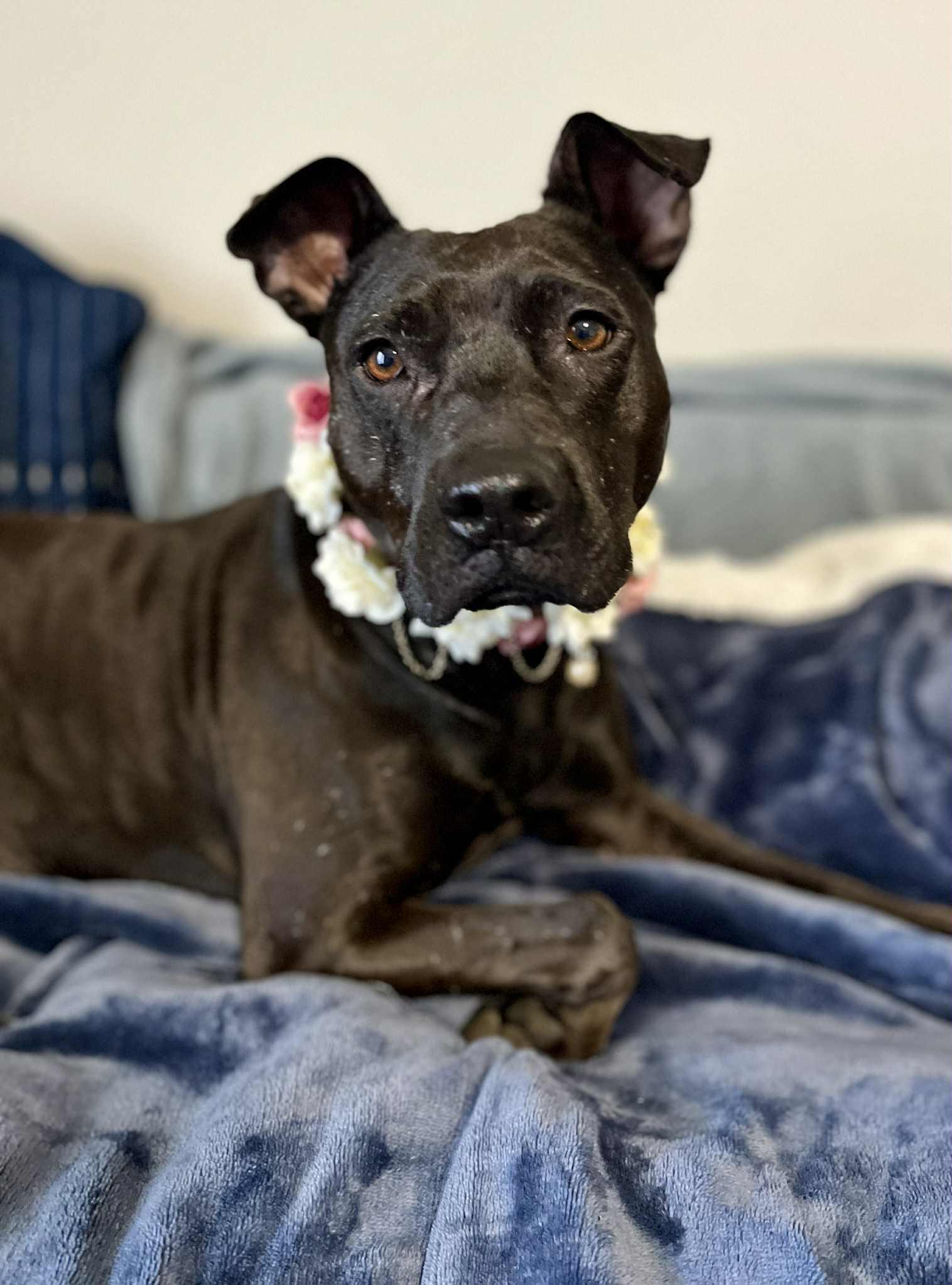 Enlarge Nadia (The underdog of underdogs!), a Adoptable Staffordshire Bull Terrier in Atlanta, GA image 1/6