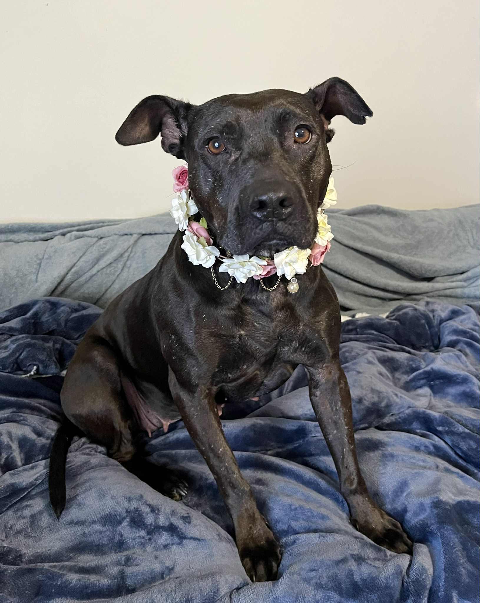 Enlarge Nadia (The underdog of underdogs!), a Adoptable Staffordshire Bull Terrier in Atlanta, GA image 2/6