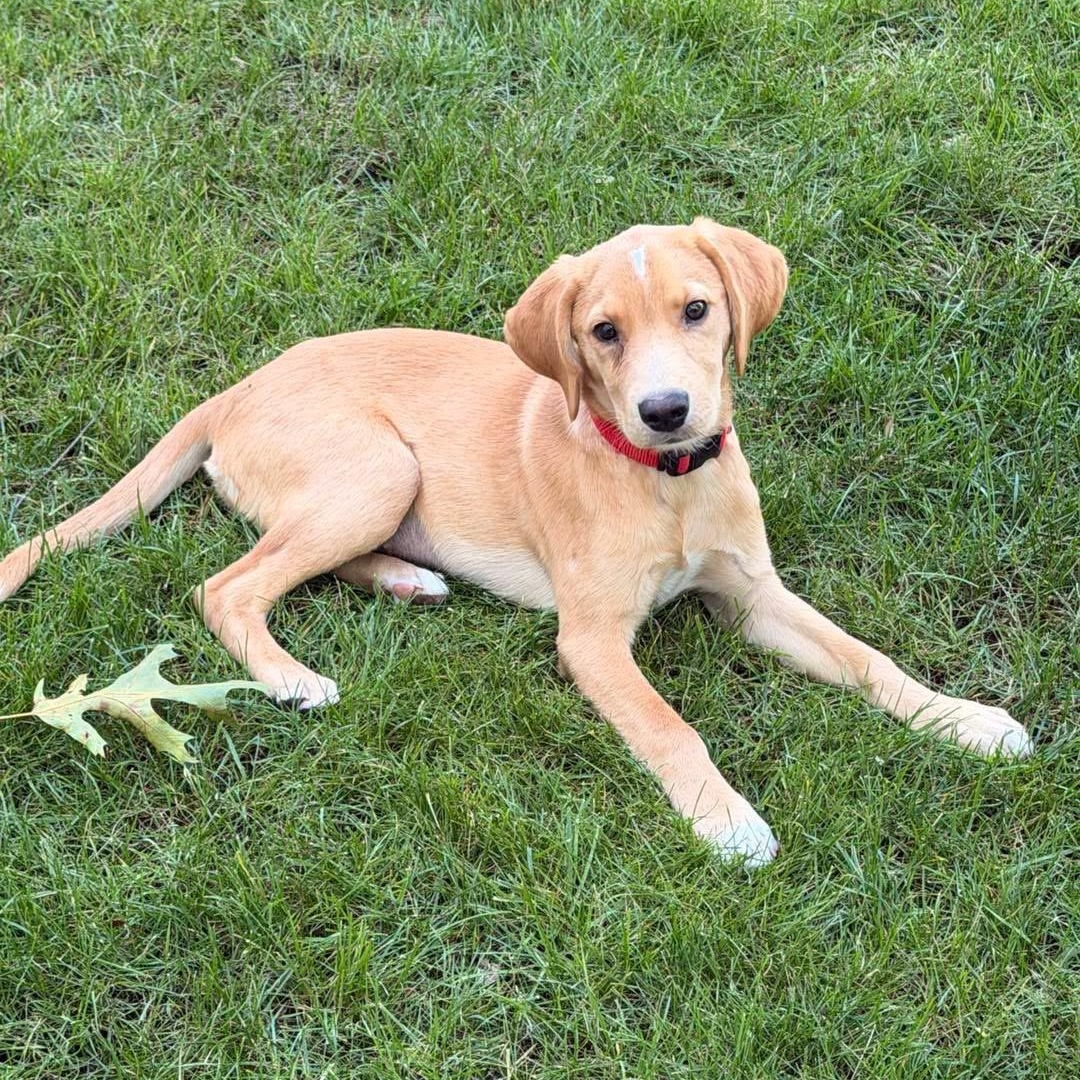 Enlarge Yara, a ADOPTABLE Mixed Breed in Yaphank, NY image 4/6