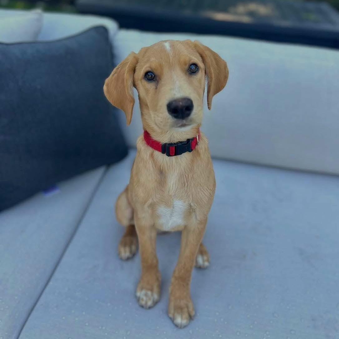 Yara, ADOPTABLE, Puppy Female Mixed Breed.