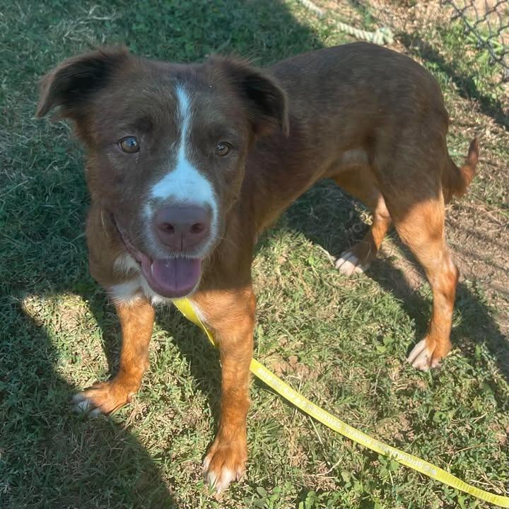 Enlarge Gemini, a Adoptable Pit Bull Terrier in Springdale, AR image 1/6