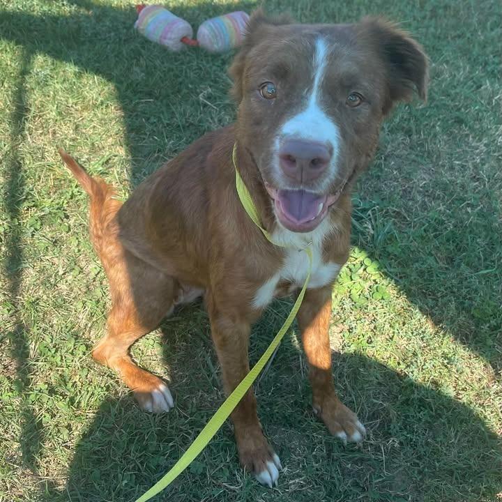 Enlarge Gemini, a Adoptable Pit Bull Terrier in Springdale, AR image 2/6