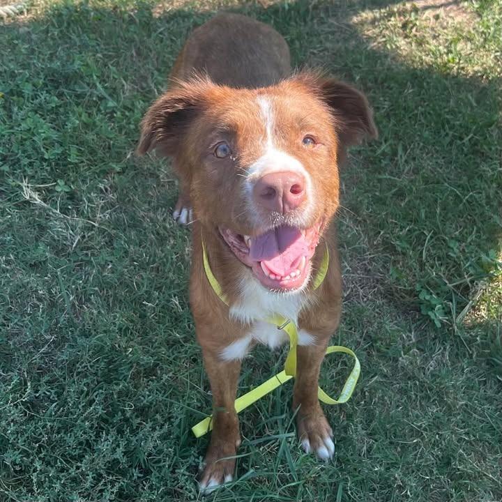 Enlarge Gemini, a Adoptable Pit Bull Terrier in Springdale, AR image 3/6