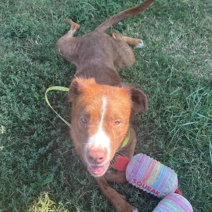 Enlarge Gemini, a Adoptable Pit Bull Terrier in Springdale, AR image 5/6
