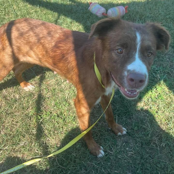 Enlarge Gemini, a Adoptable Pit Bull Terrier in Springdale, AR image 6/6