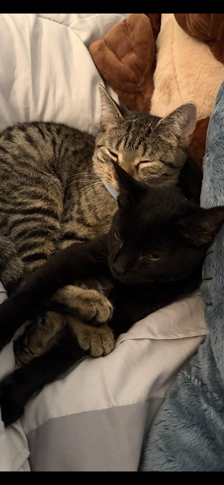 Chappo, Adoptable, Kitten Male Domestic Short Hair.
