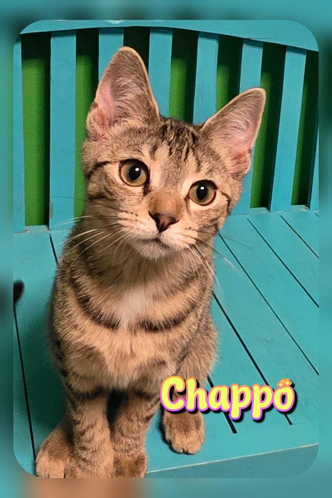 Enlarge Chappo, a Adoptable Domestic Short Hair in Harpers Ferry, WV image 3/3