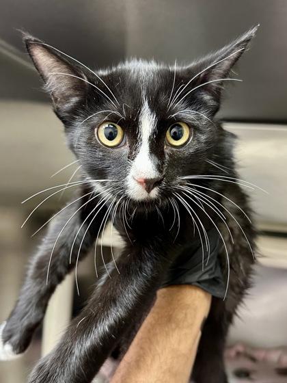 Scrappy, a Adoptable mixed breed in Wichita, KS image 1/2