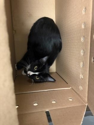 Scrappy, a Adoptable mixed breed in Wichita, KS image 2/2