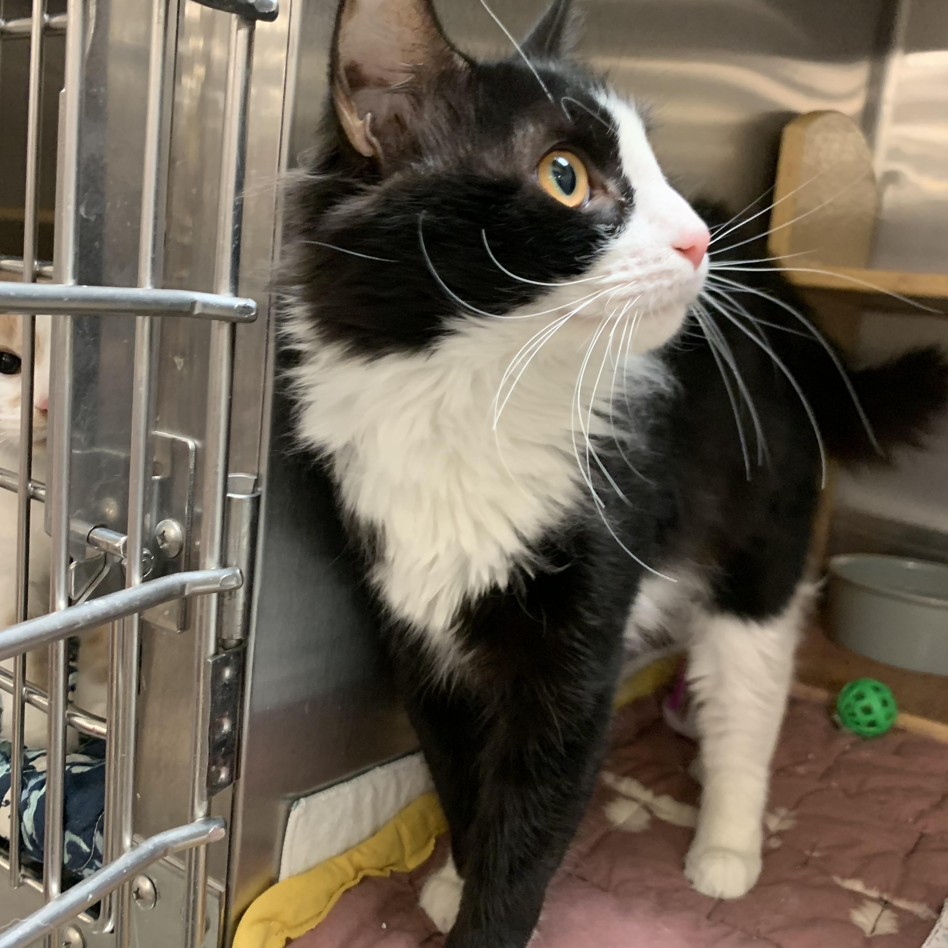 Ginger, a Adoptable mixed breed in Morganton, NC image 5/5