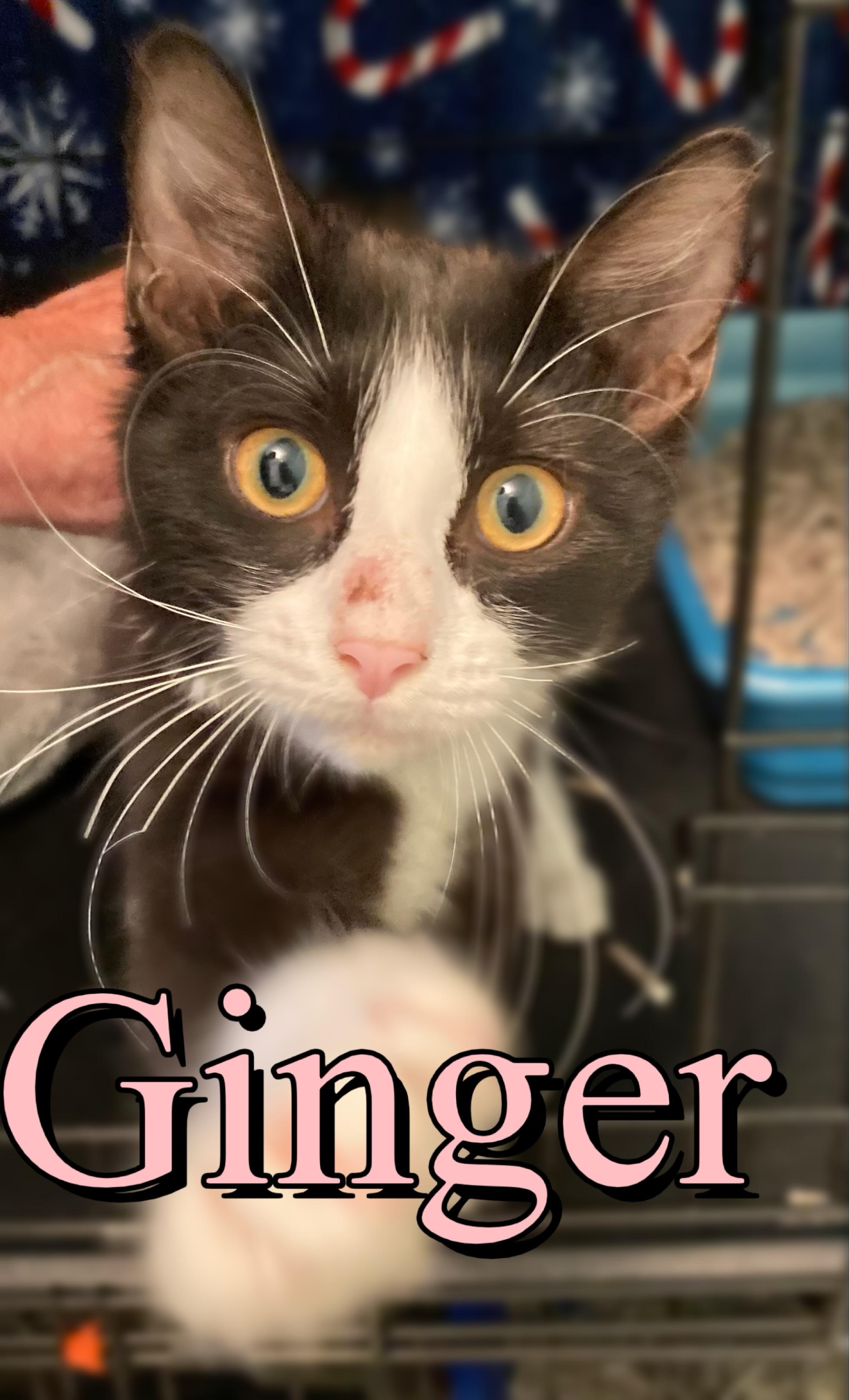 Ginger