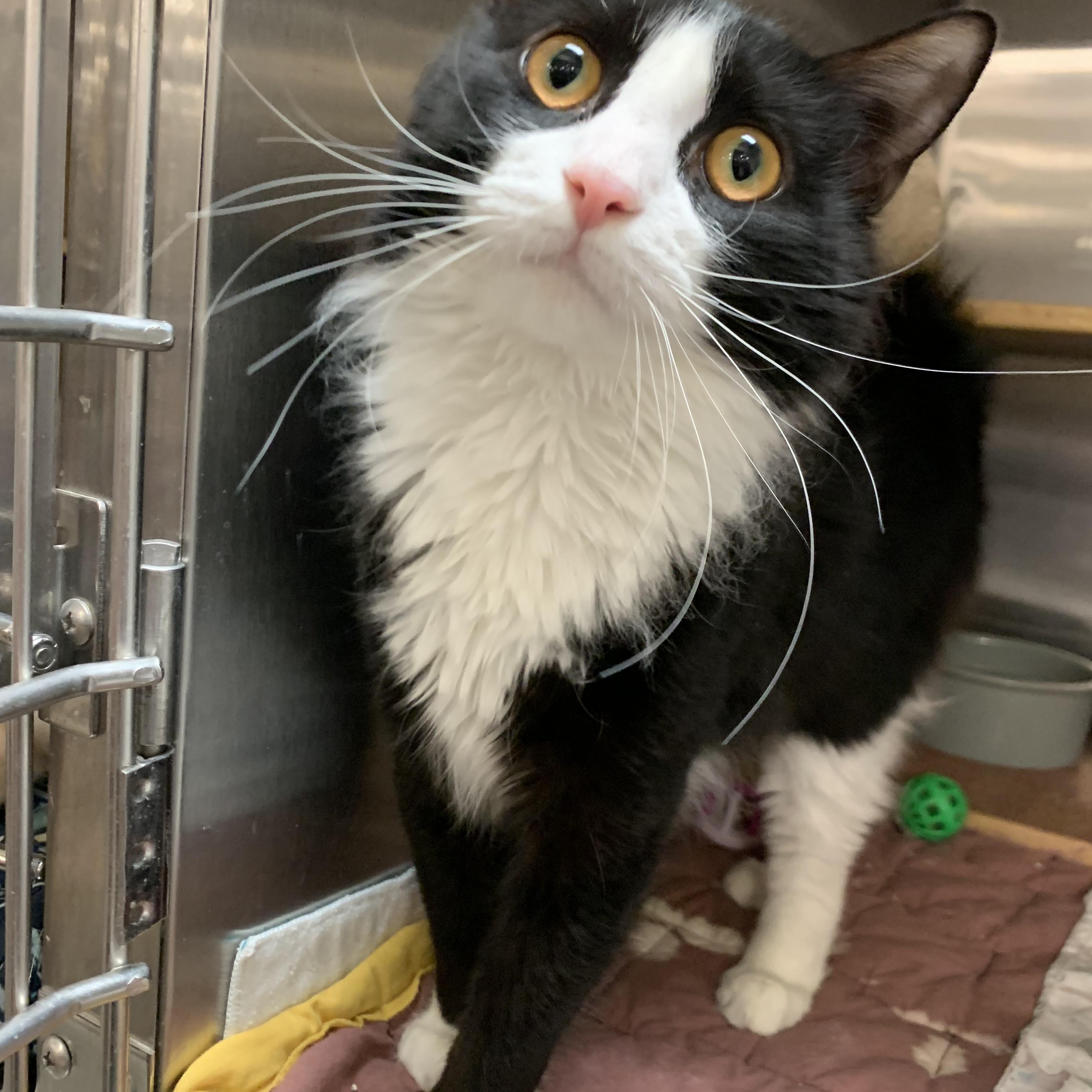 Ginger, Adoptable, Kitten Female Domestic Medium Hair.