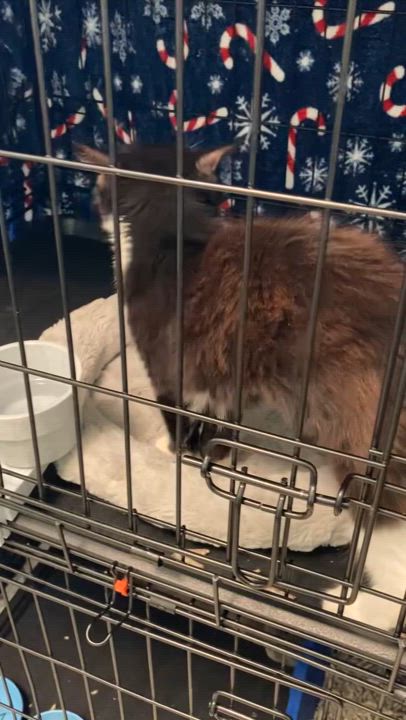 Enlarge Ginger, a Adoptable mixed breed in Morganton, NC video 2/5