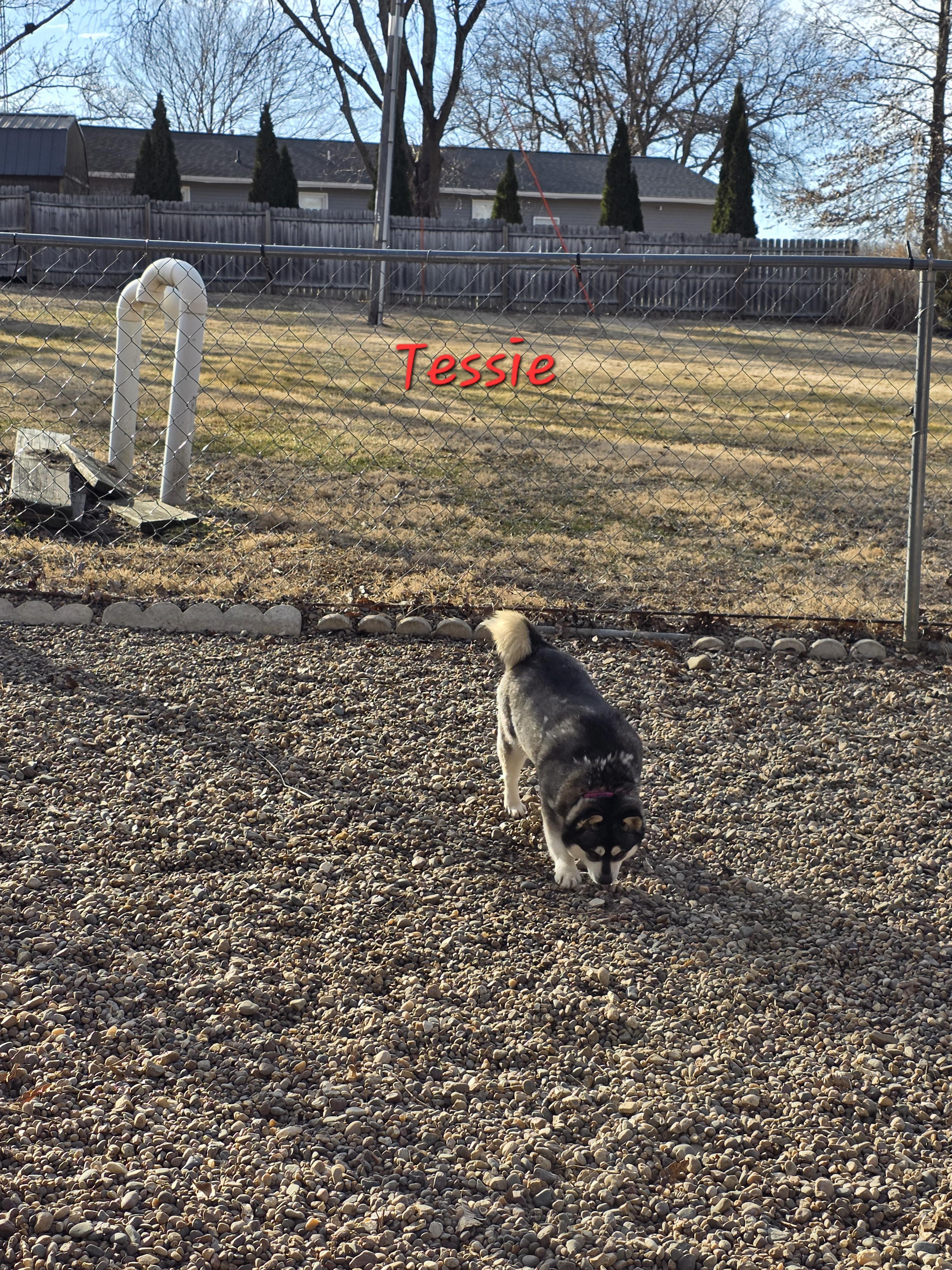 Tessie, a ADOPTABLE Klee Kai in Wever, IA image 3/6