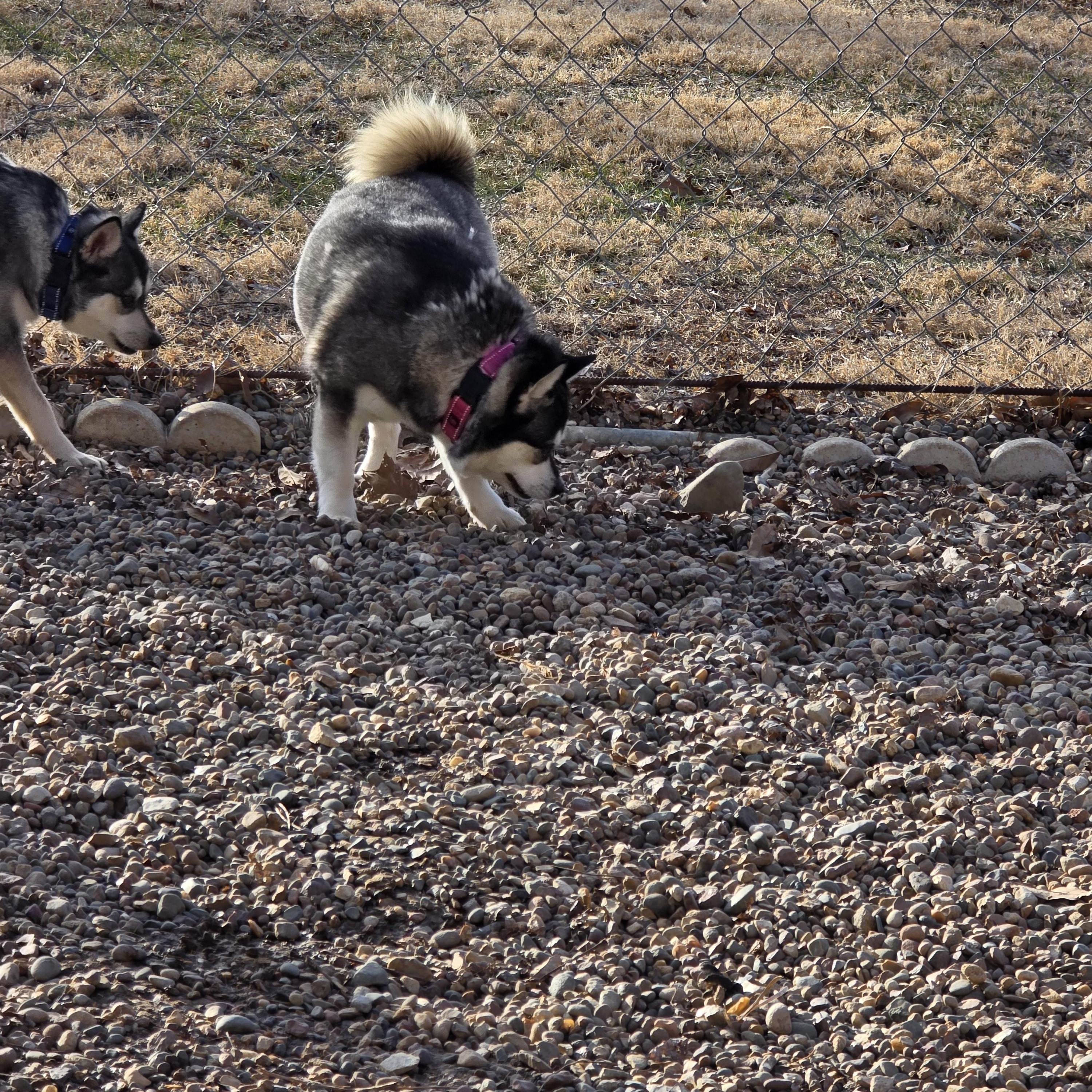 Tessie, a ADOPTABLE Klee Kai in Wever, IA image 2/6