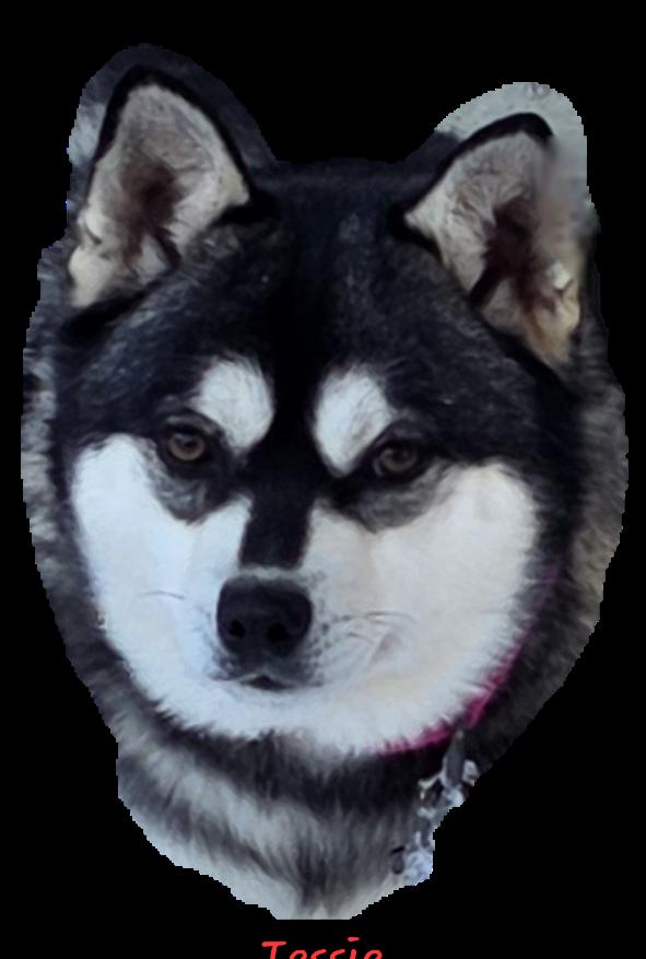 Tessie, a ADOPTABLE Klee Kai in Wever, IA image 1/6