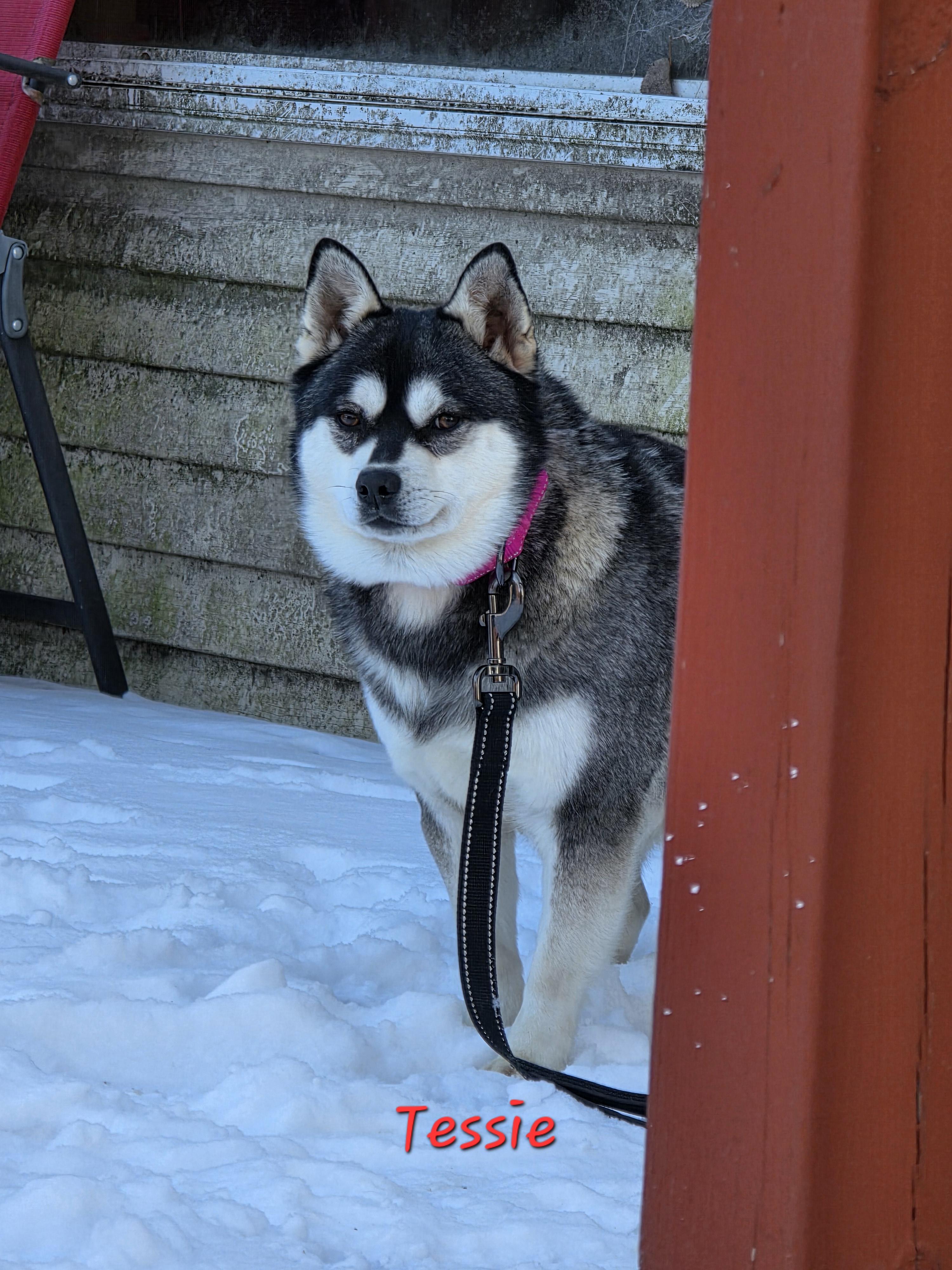 Tessie, a ADOPTABLE Klee Kai in Wever, IA image 4/6