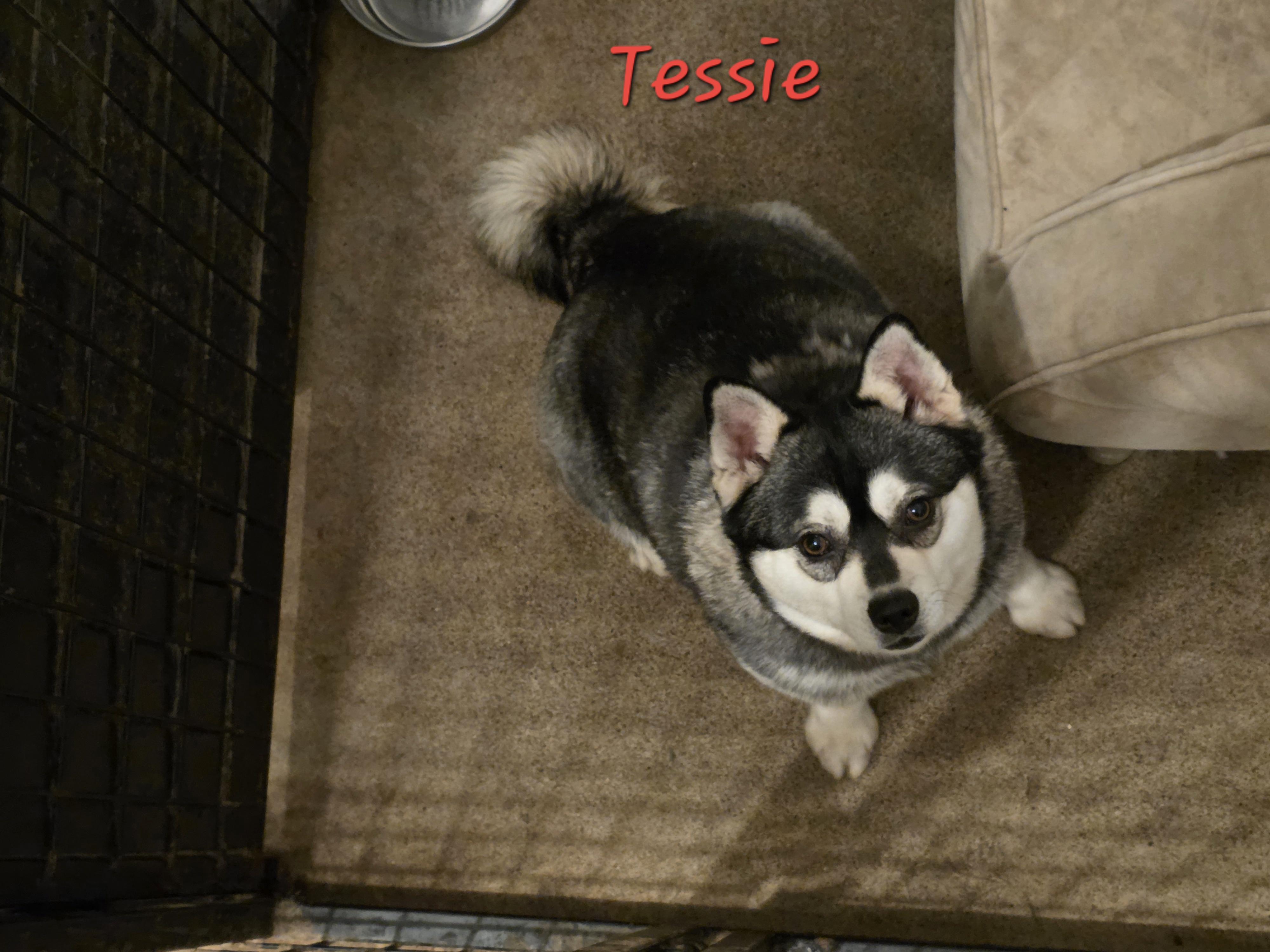 Tessie, a ADOPTABLE Klee Kai in Wever, IA image 6/6