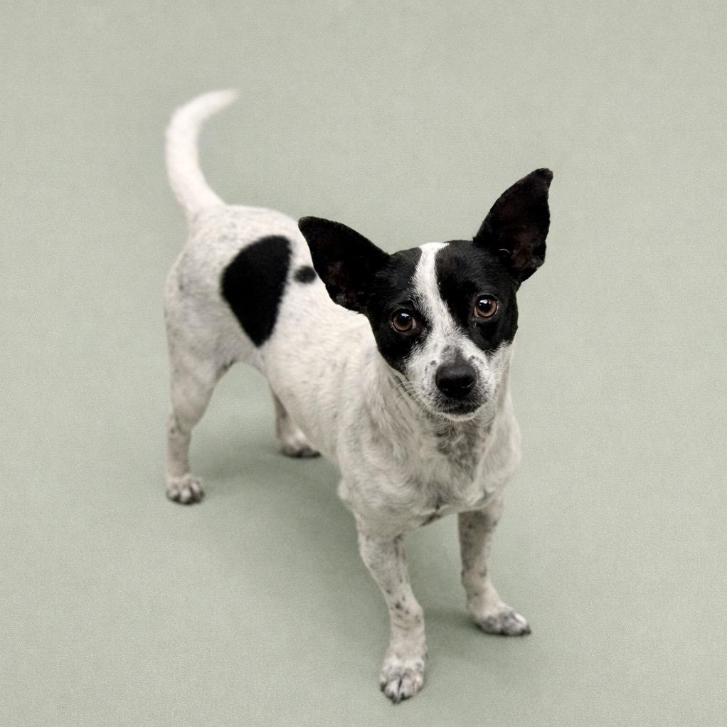 Pepper: sweet pup that loves people, a Adoptable mixed breed in Austin, TX image 1/5