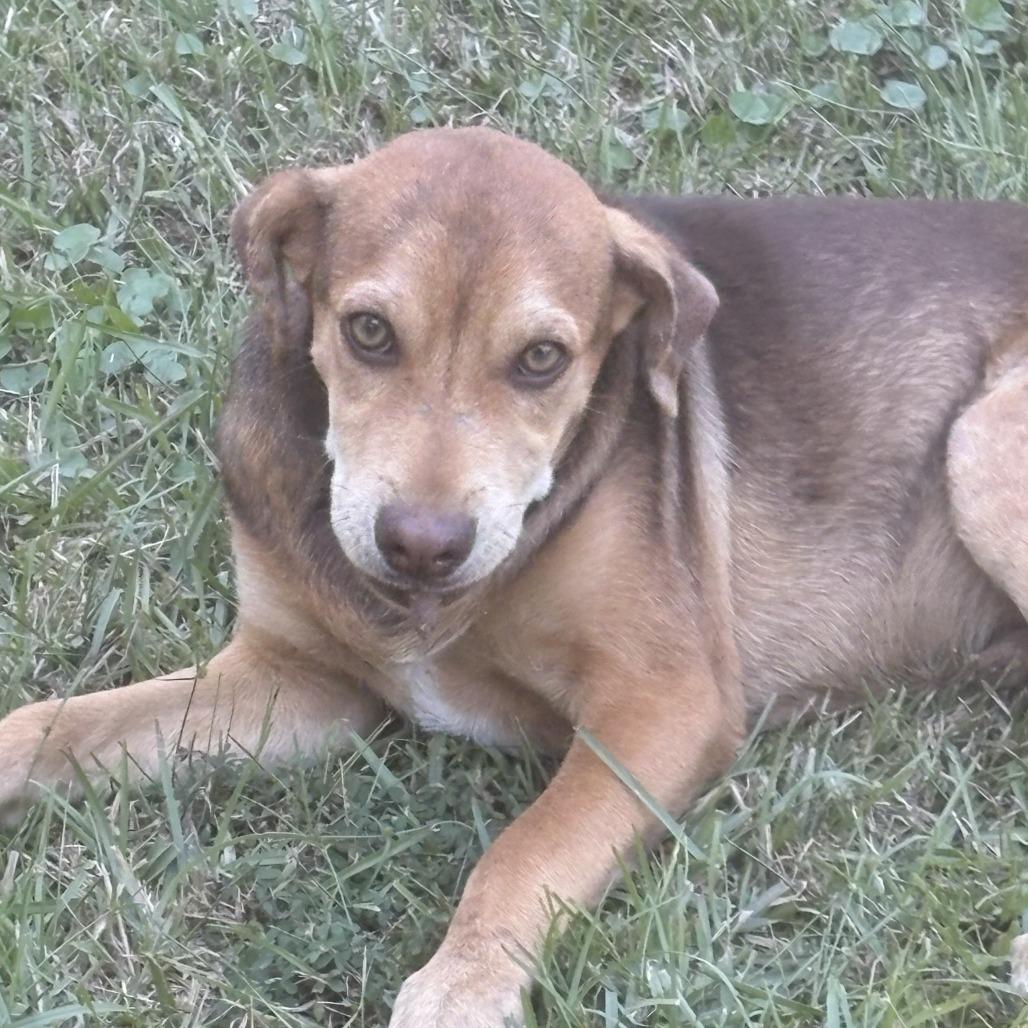 Hank, Adoptable, Puppy Male Beagle.