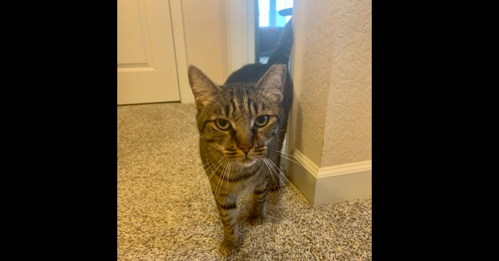 Roger, Adoptable, Adult Male Domestic Short Hair.