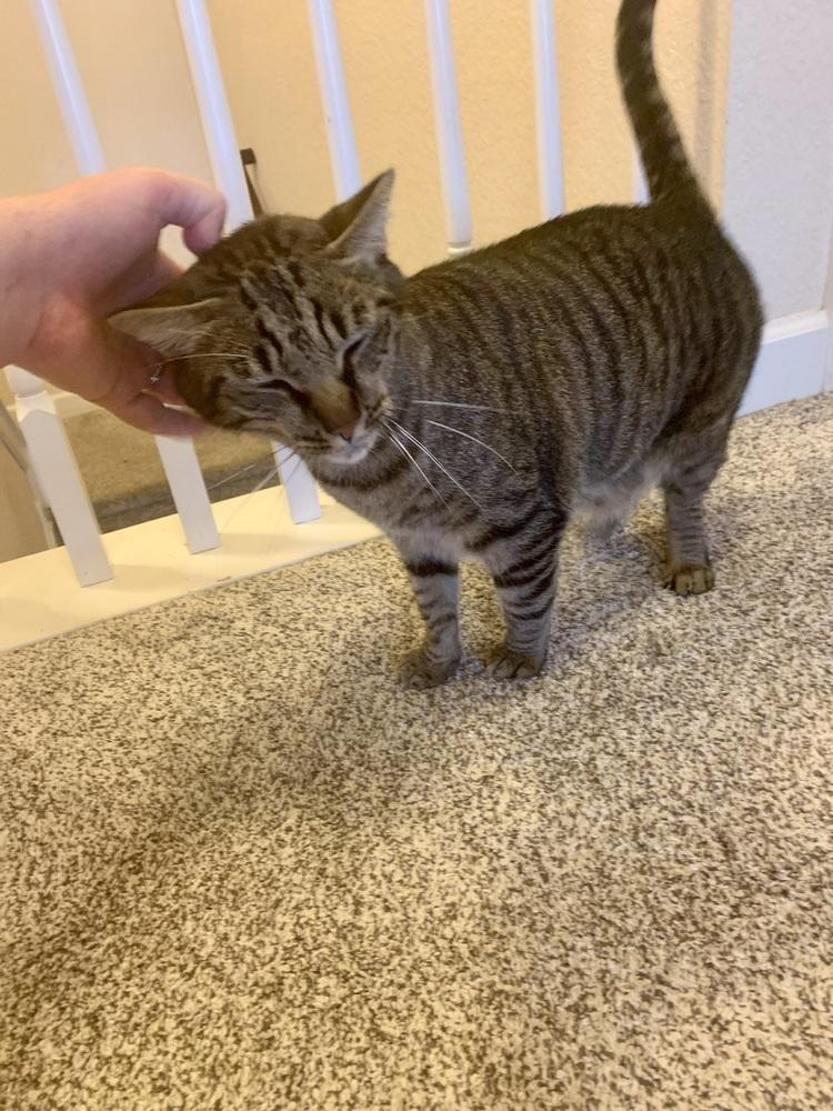 Enlarge Roger, a Adoptable Domestic Short Hair in Virginia Beach, VA image 2/6