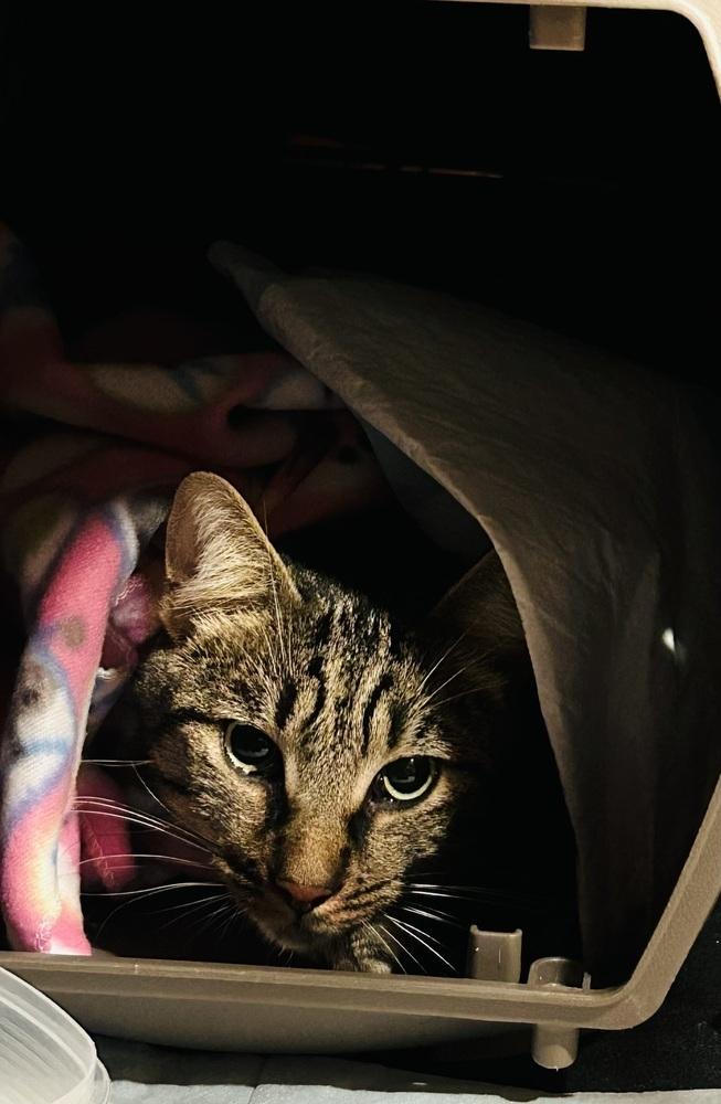 Roger, Adoptable, Adult Male Domestic Short Hair.