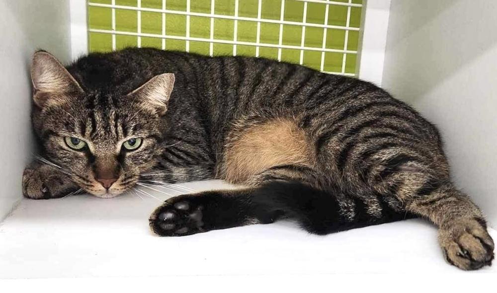 Enlarge Roger, a Adoptable Domestic Short Hair in Virginia Beach, VA image 2/6