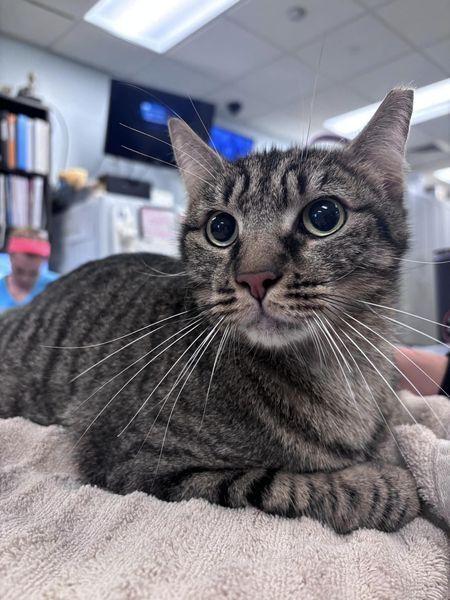 Enlarge Roger, a Adoptable Domestic Short Hair in Virginia Beach, VA image 3/6