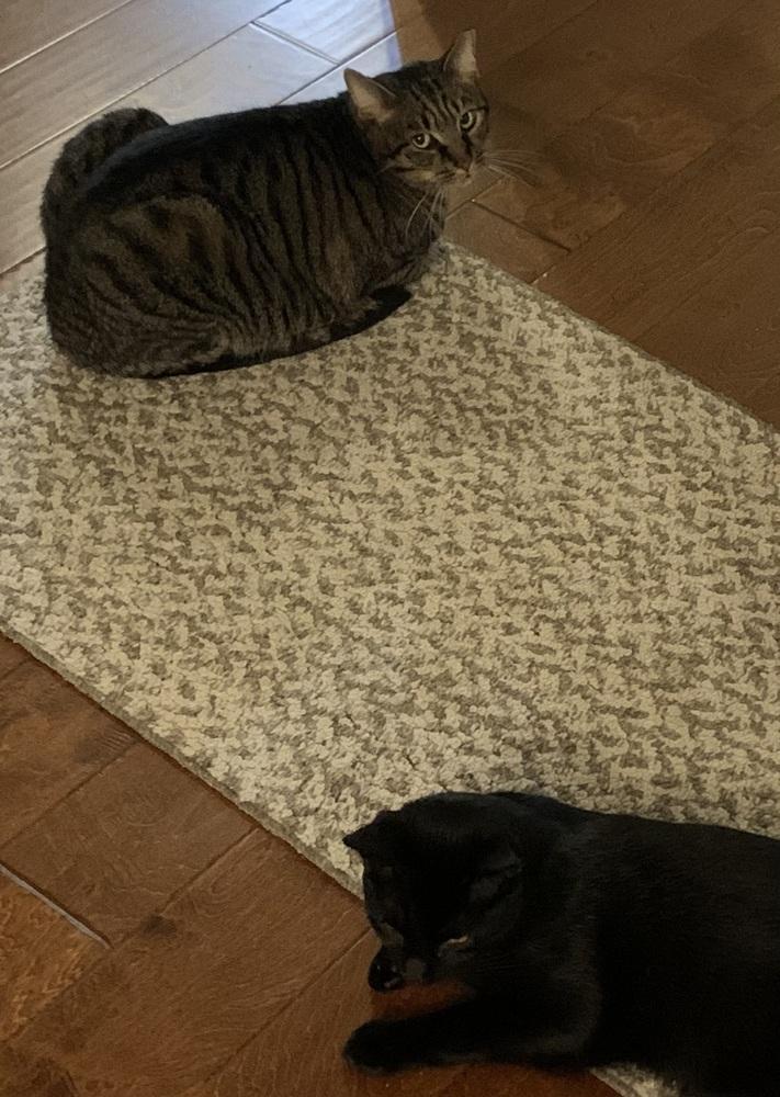 Enlarge Roger, a Adoptable Domestic Short Hair in Virginia Beach, VA image 4/6