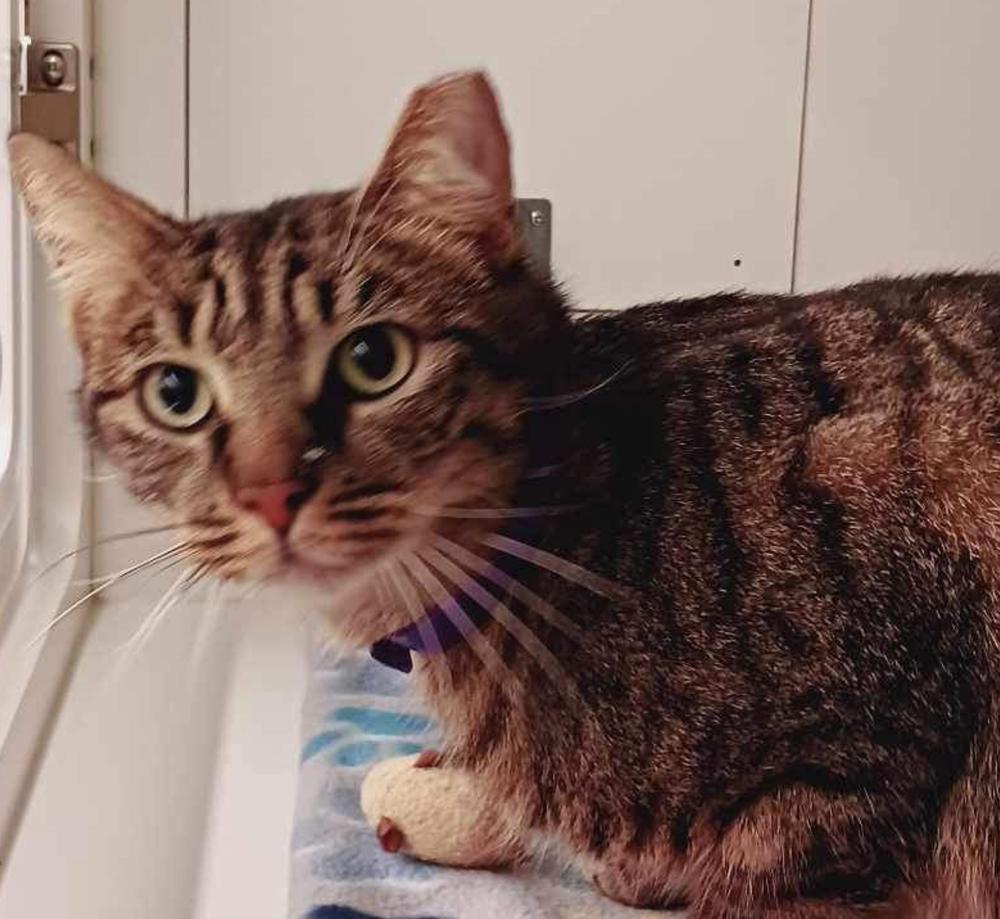 Enlarge Roger, a Adoptable Domestic Short Hair in Virginia Beach, VA image 4/6