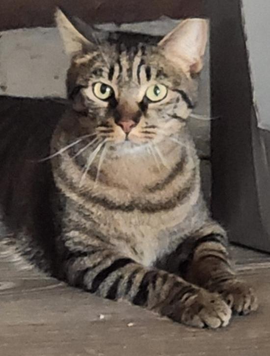 Enlarge Roger, a Adoptable Domestic Short Hair in Virginia Beach, VA image 5/6